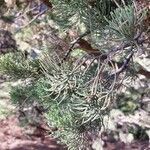 Cupressus sempervirens leaf picture by tarko (cc-by-sa)