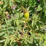Rosa villosa habit picture by Marion COTTE REY (cc-by-sa)