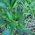 Valeriana montana leaf picture by Frank Sundermeyer (cc-by-sa)