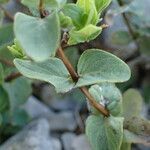 Origanum scabrum leaf picture by Sylvain Piry (cc-by-sa)