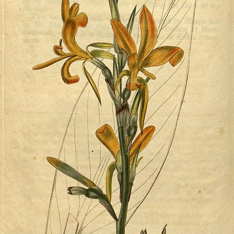 Canna pedunculata unspecified picture