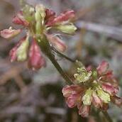 Eriogonum kelloggii unspecified picture