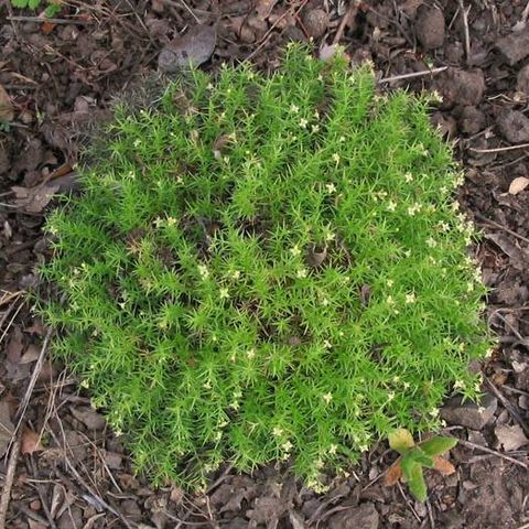 Galium andrewsii unspecified picture