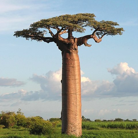 Adansonia grandidieri unspecified picture
