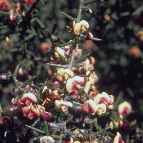 Daviesia articulata unspecified picture
