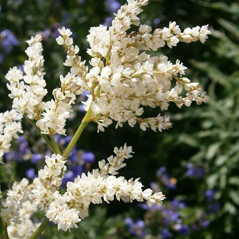 Persicaria alpina unspecified picture