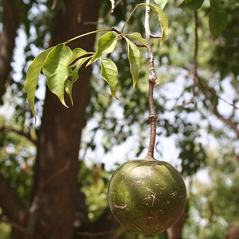 Crateva adansonii unspecified picture