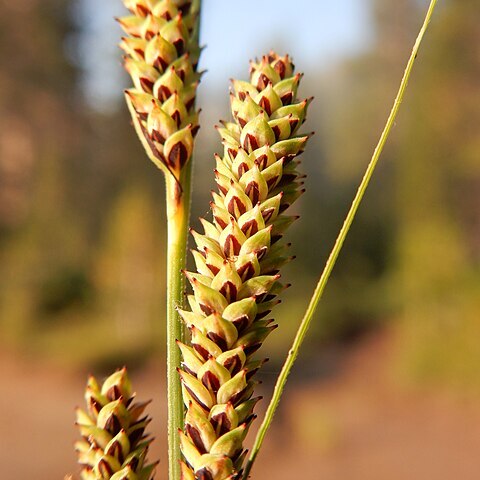 Carex kelloggii unspecified picture