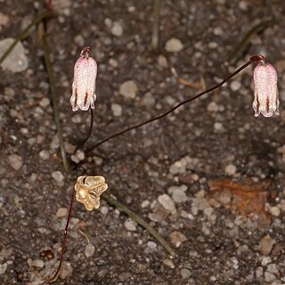 Drimia uniflora unspecified picture