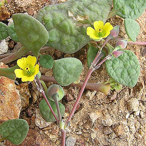 Calandrinia litoralis unspecified picture