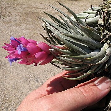 Tillandsia carminea unspecified picture