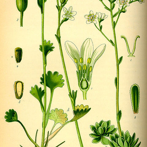 Saxifragodes unspecified picture