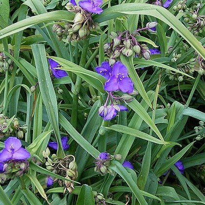 Tradescantia unspecified picture