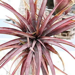 Tillandsia novakii unspecified picture