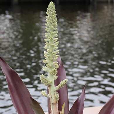 Androlepis unspecified picture