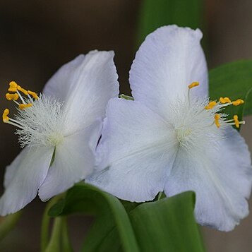Tradescantia ozarkana unspecified picture
