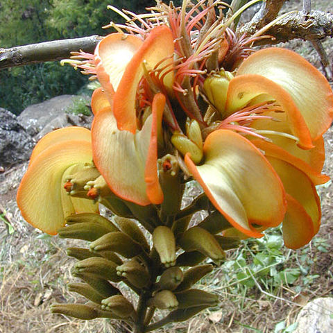 Erythrina sandwicensis unspecified picture