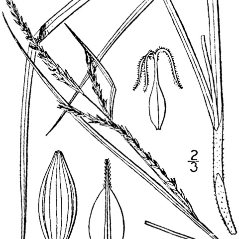 Carex aestivalis unspecified picture