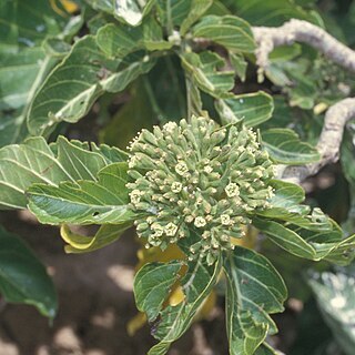 Pisonia unspecified picture