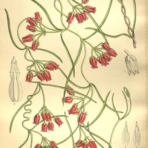 Microloma tenuifolium unspecified picture
