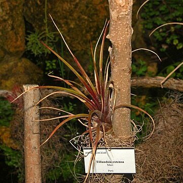 Tillandsia extensa unspecified picture