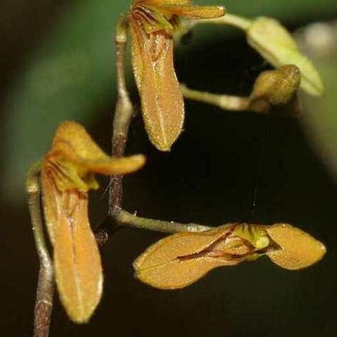 Pabstiella henrique-aragonii unspecified picture