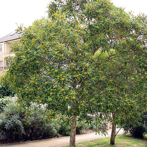 Tristaniopsis unspecified picture