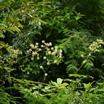 Aralia cachemirica unspecified picture