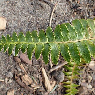 Polystichum andersonii unspecified picture