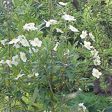 Carpenteria unspecified picture
