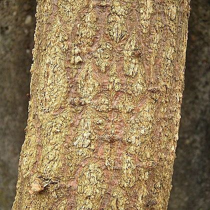 Erythrina atitlanensis unspecified picture