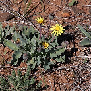 Othonna auriculifolia unspecified picture