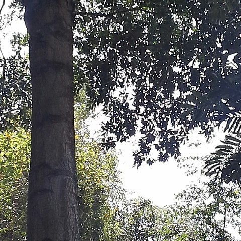 Tieghemella heckelii unspecified picture