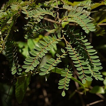 Dalbergia pinnata unspecified picture