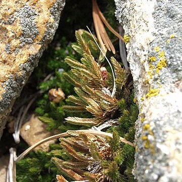 Selaginella watsonii unspecified picture