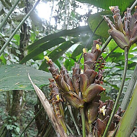 Calathea marantina unspecified picture
