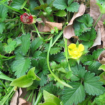 Duchesnea indica unspecified picture