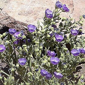 Cristaria andicola unspecified picture