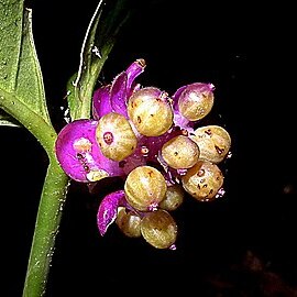 Psychotria platypoda unspecified picture