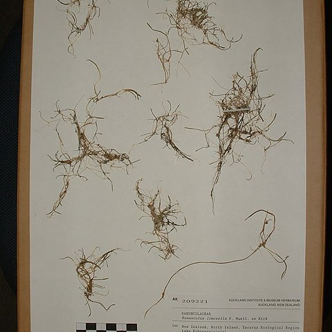Ranunculus limosella unspecified picture