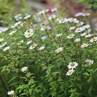Aster viscidulus unspecified picture