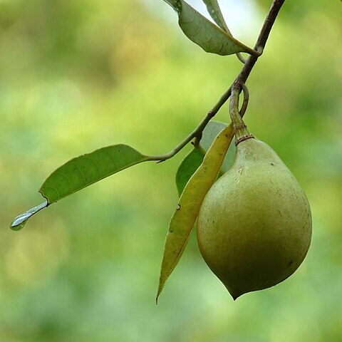 Myristica malabarica unspecified picture