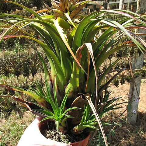 Tillandsia trigalensis unspecified picture