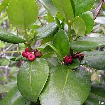 Salzmannia nitida unspecified picture