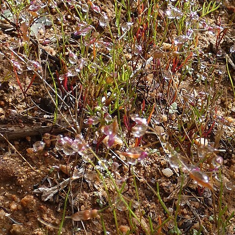 Heliophila pinnata unspecified picture