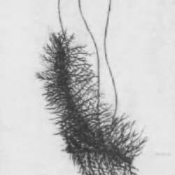 Bryonoguchia molkenboeri unspecified picture