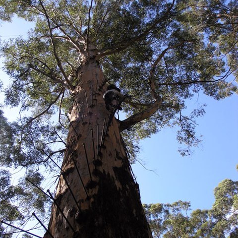 Eucalyptus diversicolor unspecified picture