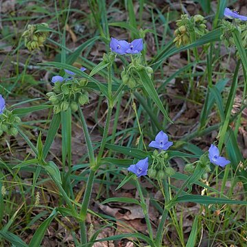 Tradescantia hirsutiflora unspecified picture
