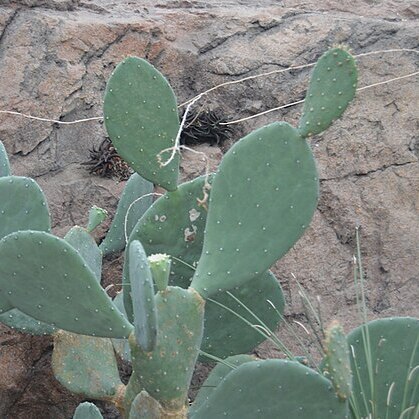 Opuntia ellisiana unspecified picture