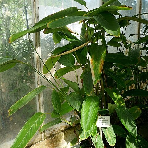 Halopegia unspecified picture